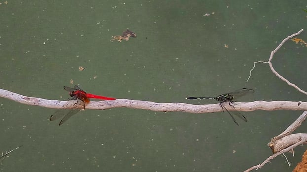 Two dragonflies sit on a branch in front of a green wall photo