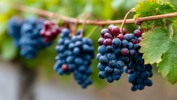 Bunch of fresh grapes on a vine photo