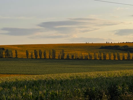 Golden Field at Sunset with Tree Line photo
