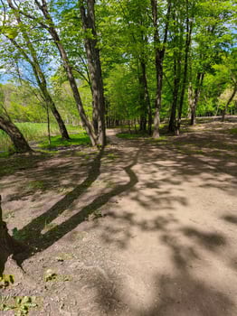 A serene forest path with trees casting shadows on the ground. The sky is clear and blue, providing a peaceful atmosphere photo