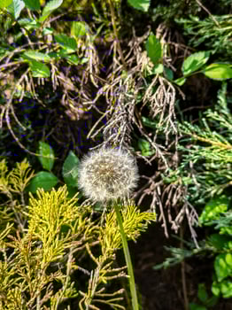 A dandelion is the only flower in the image. The dandelion is yellow and white and is surrounded by dead leaves. The image has a peaceful and serene mood photo