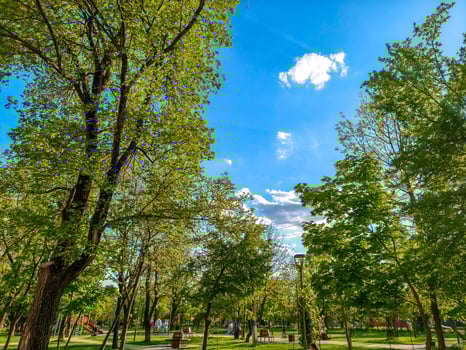 A park filled with lush green trees and a clear blue sky. The trees are tall and leafy, providing a peaceful and serene atmosphere. The sky is bright and sunny photo