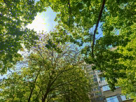 A tree with a lot of leaves is in the middle of a city. The sky is blue and the sun is shining photo