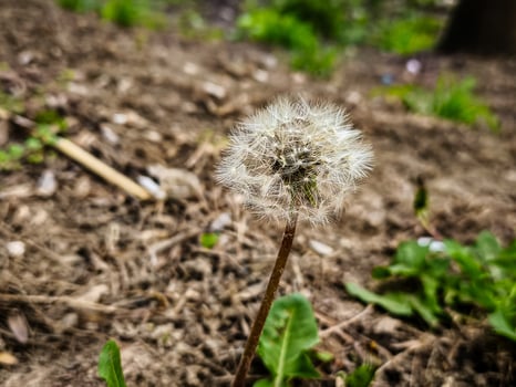 A small white flower with brown tips is growing in a field. The flower is surrounded by dirt and grass photo