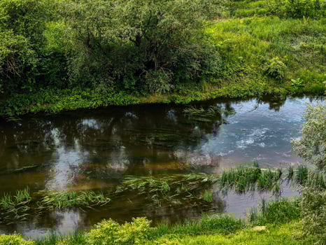 A river with a lot of green plants growing in it. The water is brown and murky photo