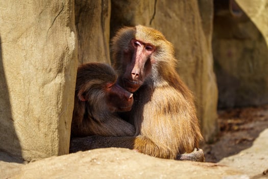 Two baboons embrace tenderly between rugged rocks, basking in the sun. Their bond highlights primate intimacy in their natural habitat, showcasing wildlife affection and connection. photo