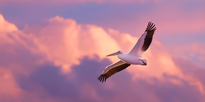 Majestic pelican soaring at sunset photo