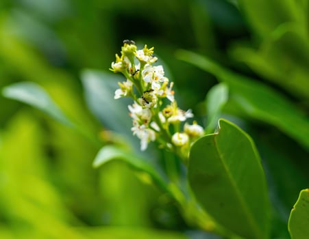Blooming flora showcasing delicate white flowers amidst vibrant green foliage in a serene garden setting on a sunny day photo