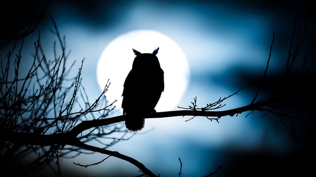 Majestic Owl Silhouette Perched Against a Luminous Full Moon. photo