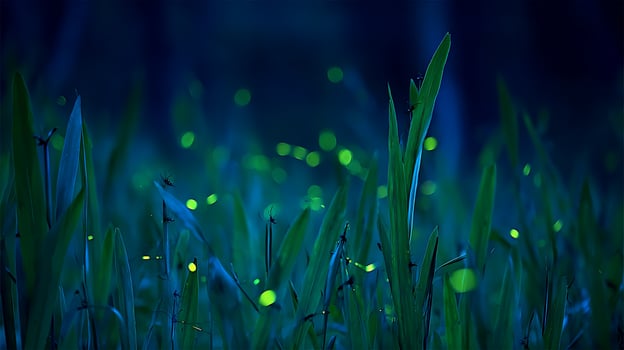 Enchanting Nighttime Meadow with Fireflies and Green Plants. photo