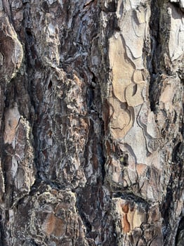 background, texture, tree, bark, wooden nature, travel, vacation, landscape, beauty, photo
