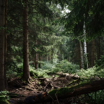 Whispering Woods Mysterious Forest Path Sunlight Through Dark Green Canopy. photo