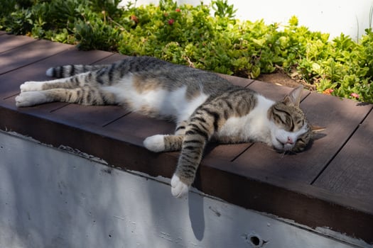 Domestic cat sleeping on a wooden table in the garden. Selective focus photo