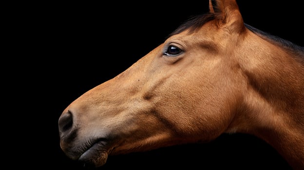 Majestic Brown Horse Profile Against a Dark Background. photo