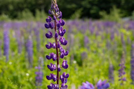 Lupine flowers in the field photo