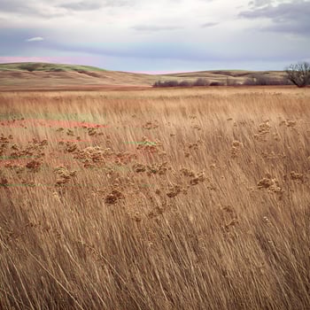 Vast dry grass field under a cloudy sky. photo