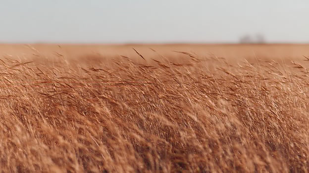 Swaying Golden Grass Field Under a Soft Sky. photo