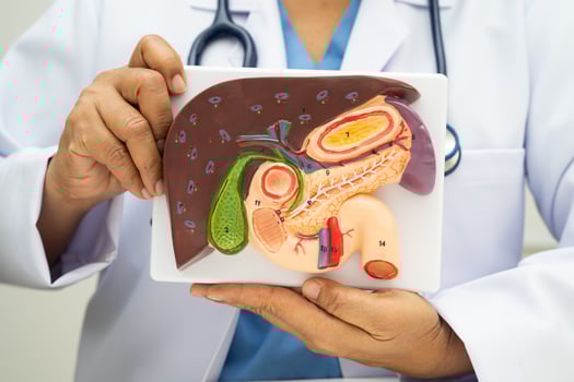Liver with gallbladder, pancreas spleen and duodenum, Asian doctor holding human anatomy model for study diagnosis and treatment photo