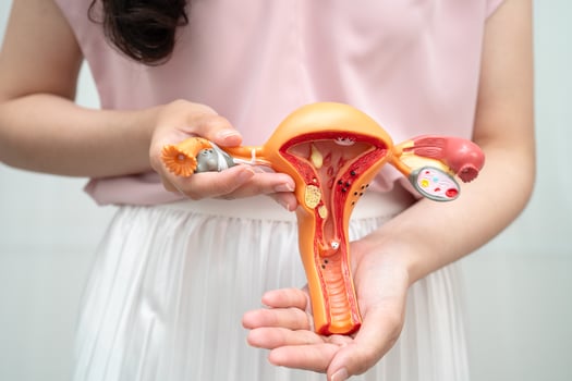 Uterus, Asian woman holding human anatomy model. photo