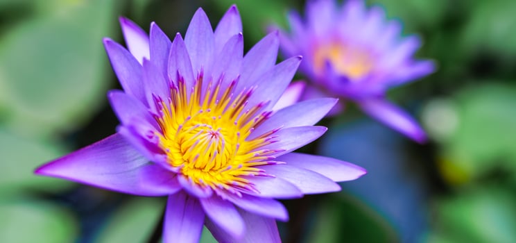 Blooming water lily flowers top angle colorful exotic petals vivid tropical floral texture lush foliage romantic summer love blossom garden beauty vibrant nature photo
