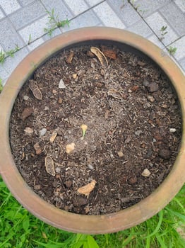 Top View of a Terracotta Pot with Dirt and Seedlin photo