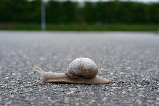 Snail crawls over wet asphalt in Denmark photo