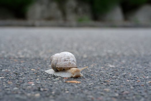 A snail crawls over wet asphalt in Denmark as a closeup photo