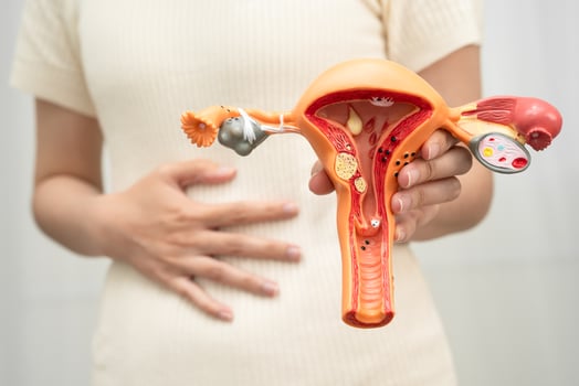 Uterus, Asian woman holding human anatomy model. photo