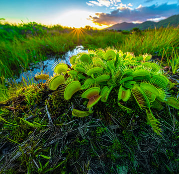 Venus flytrap , Dionaea muscipula, a carnivorous plant photo