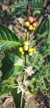 Portrait of Coffea arabica plant with berries in various stages of ripening. photo