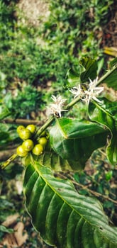 Coffee plant with flowers and unripe berries photo