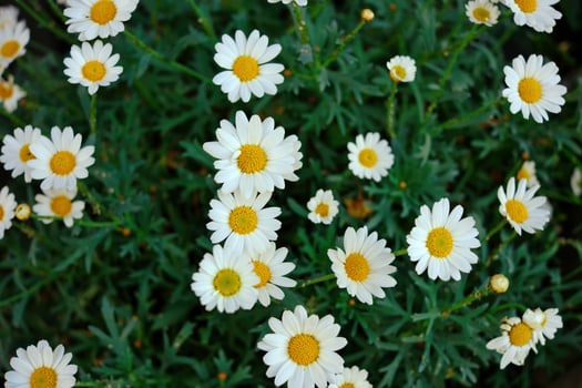 Field of White Daisies with Yellow Centers photo