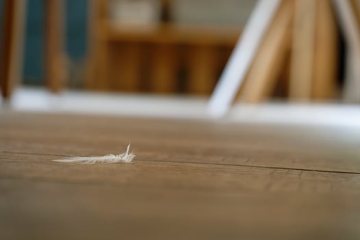 The delicate feather of a pigeon lies on the wooden floor of a restaurant in Flensburg photo
