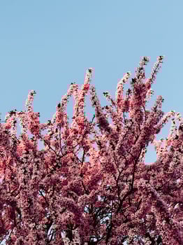 Cherry tree branches full of pink flowers are standing out against clear blue sky, celebrating arrival of spring and beauty of nature. Blooming cherry tree branches displaying delicate pink blossoms photo