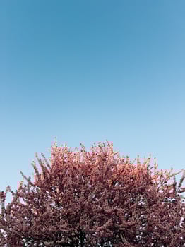 Pink flowers blooming on treetop create stunning display against clear blue sky, embodying essence of spring and showcasing vibrant beauty of nature renewal. Pink blossoming flowers adorning branches photo