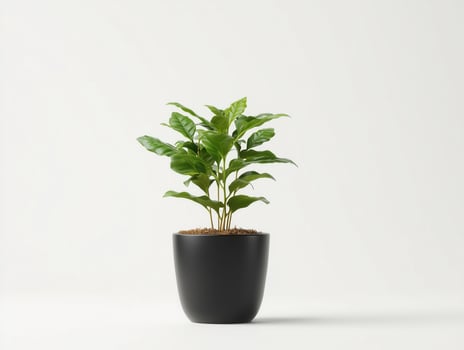 Coffee Plant in Black Pot on White Background photo