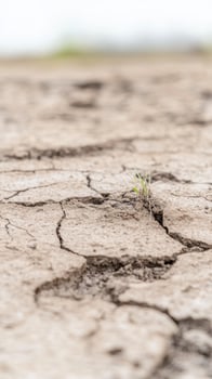A solitary green sprout emerges from parched, cracked earth, symbolizing resilience and hope amidst environmental challenges and arid landscapes. photo