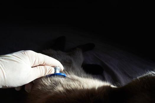 Veterinarian examines sick cat with stethoscope in dark room for health check-up. photo