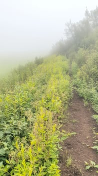 A serene and misty morning unveils a winding dirt path through lush, vibrant green foliage, leading into an ethereal, tranquil landscape. photo
