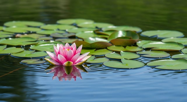 Tranquil pink water lily blossoming above calm pond surface with floating green lily pads photo