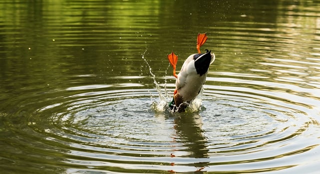 Wild duck diving underwater in calm pond with splash and ripples on sunny day photo