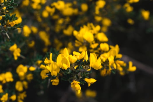 A vibrant cluster of yellow gorse flowers in bloom against a dark, blurred background, highlighting the warm golden hues of this wild shrub photo