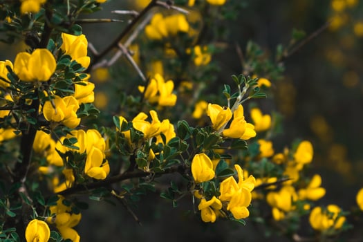 A vibrant cluster of yellow gorse flowers in bloom against a dark, blurred background, highlighting the warm golden hues of this wild shrub. photo