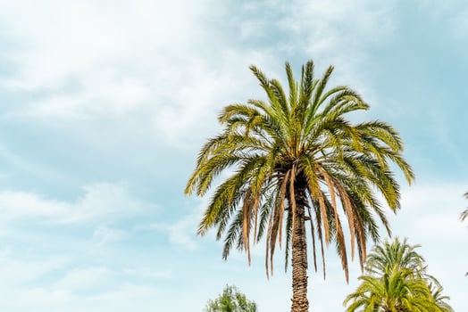A tall palm tree rises against a soft blue sky, symbolizing tropical warmth and Mediterranean charm on a sunny day. photo
