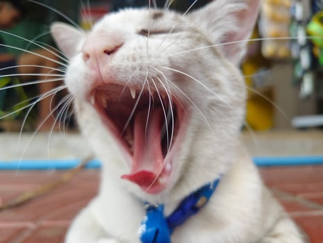 A cat yawning with its mouth open photo