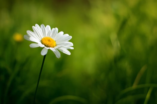 Close up of a realistic daisy flower with soft lighting and green bokeh background photo