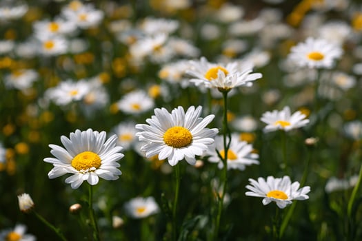 Realistic photo of white daisies in a calm green meadow during early morning hours