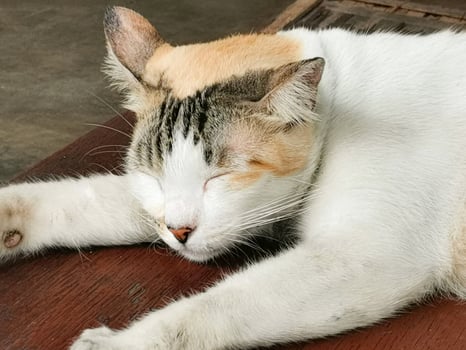 A domestic cat with calico fur sleeps peacefully on a wooden surface, showcasing its bright coat pattern and relaxed demeanor. Sleepy pets. photo