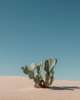 Minimalist Desert Cactus Framed with Warm Sand and Blue Sky photo