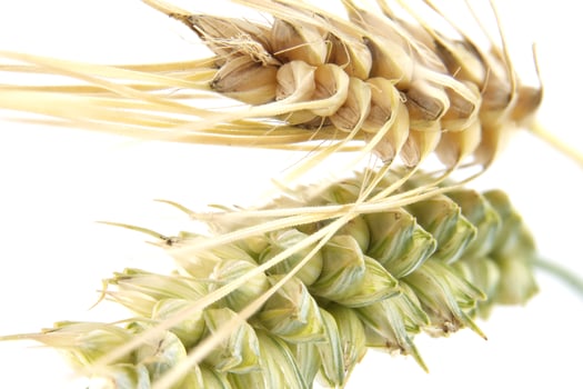 Vibrant close-up of wheat and barley, showcasing natural beauty and detail. photo